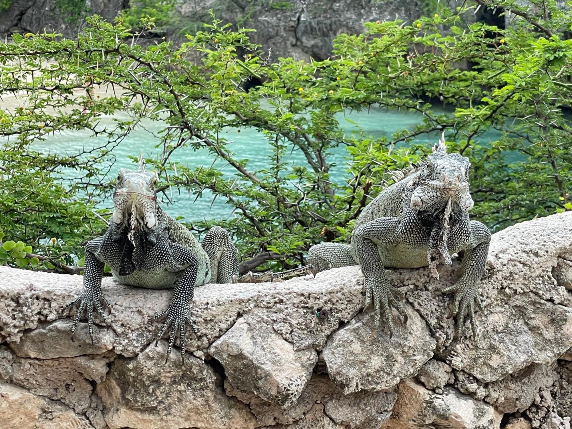 Вилла Finisterre Curacao Westpunt Экстерьер фото