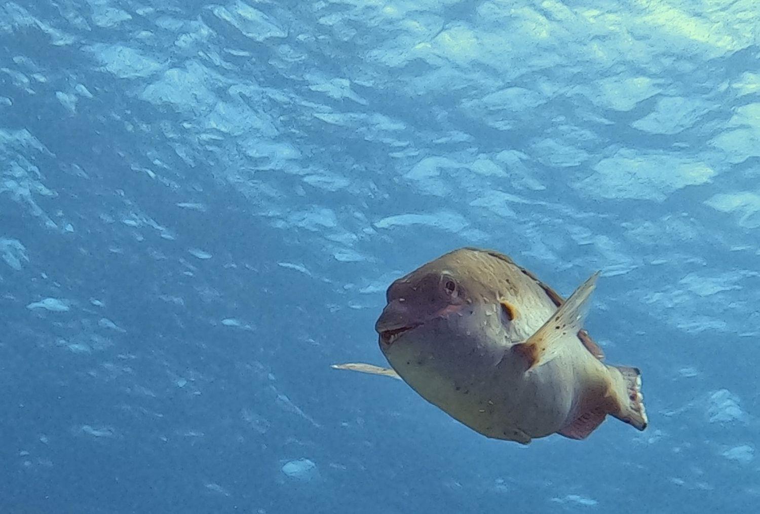 Вилла Finisterre Curacao Westpunt Экстерьер фото